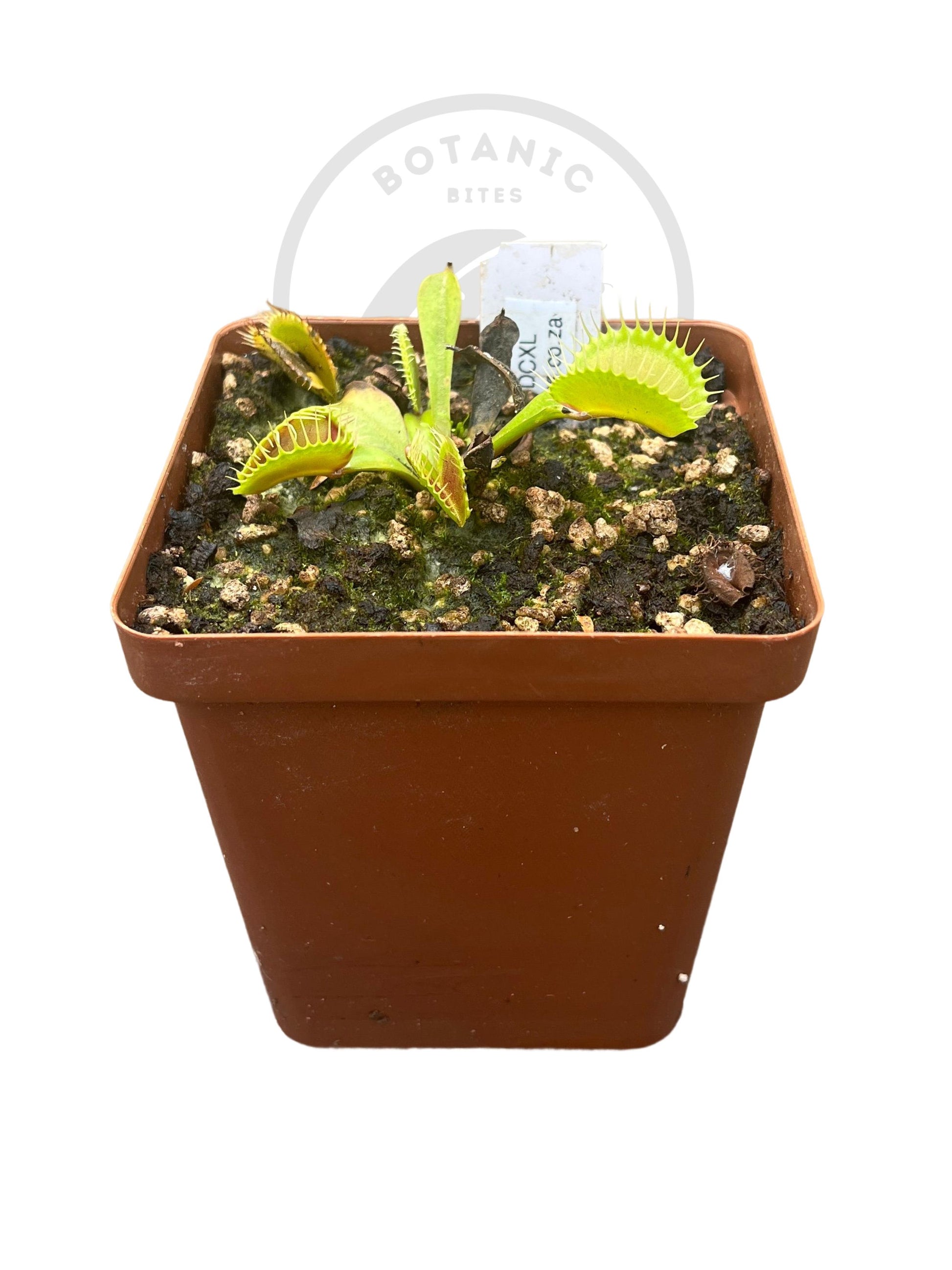 Venus Flytrap "DCXL" - Botanic Bites