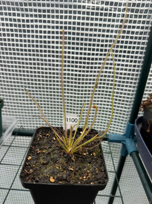 Temperate Sundew-D. Filiformis "Red" - Botanic Bites