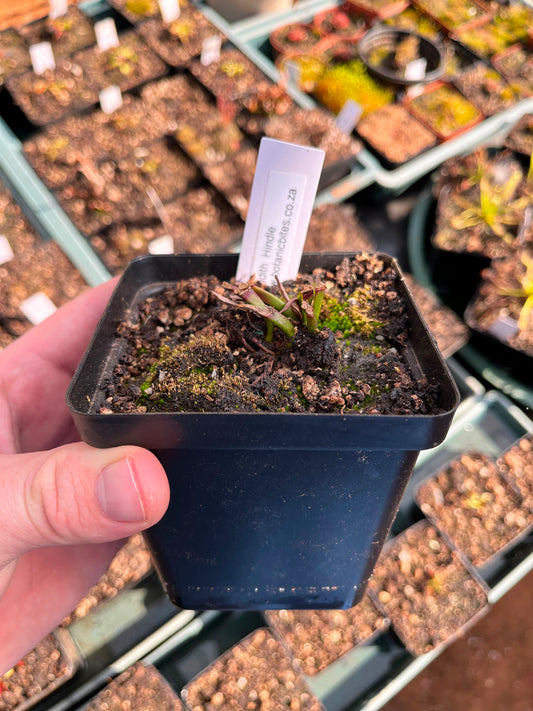 Sarracenia ‘Judith Hindle’ Medium-Large