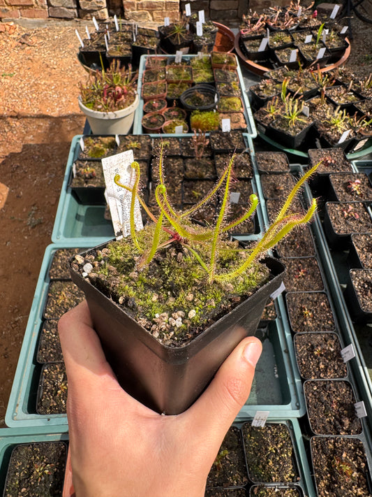 Temperate Sundew-D. Binata var Dichotoma "Extrema"