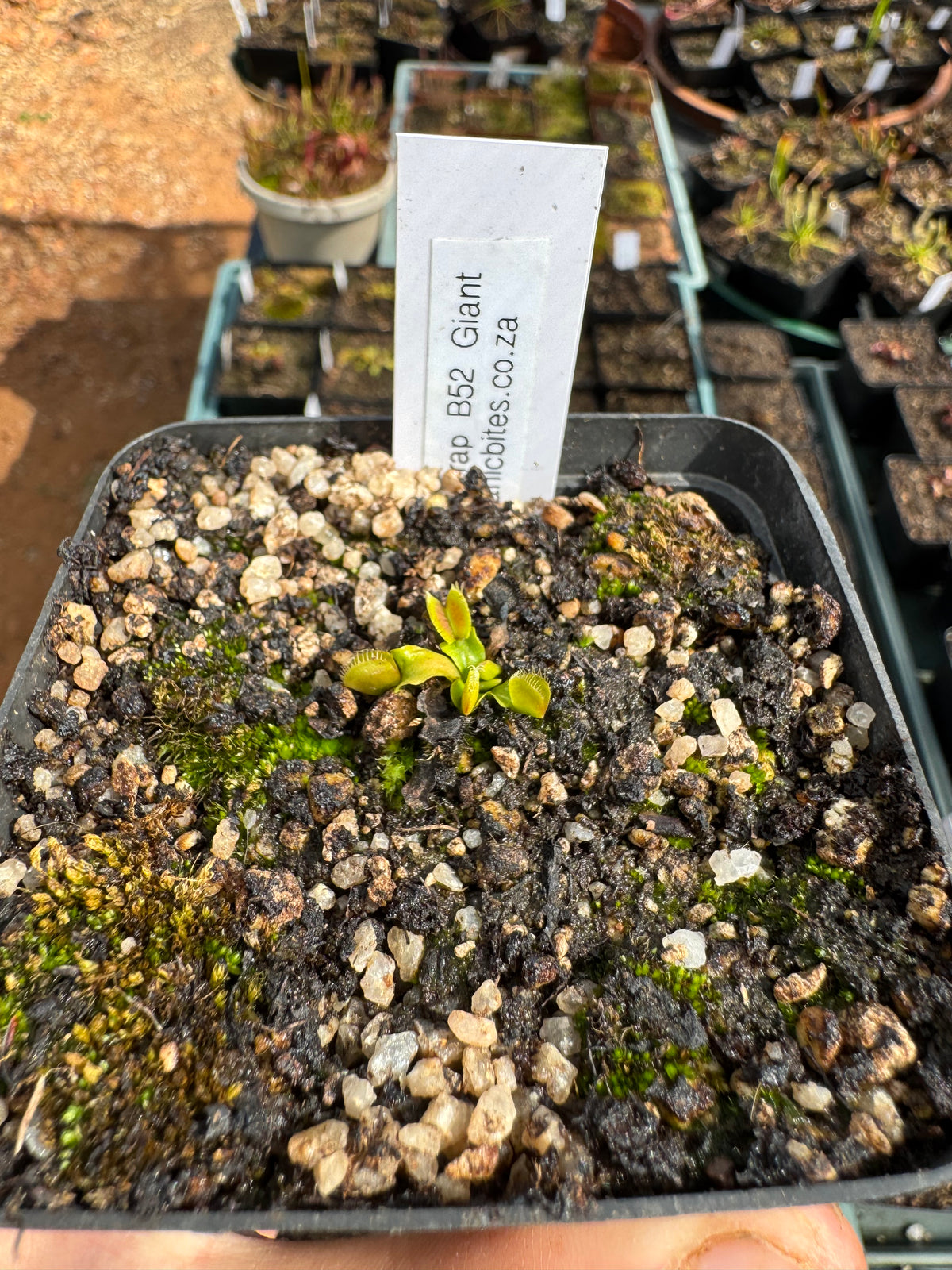 Venus Flytrap "B52 Giant"