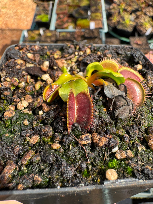 Venus Flytrap "Long Snapper"