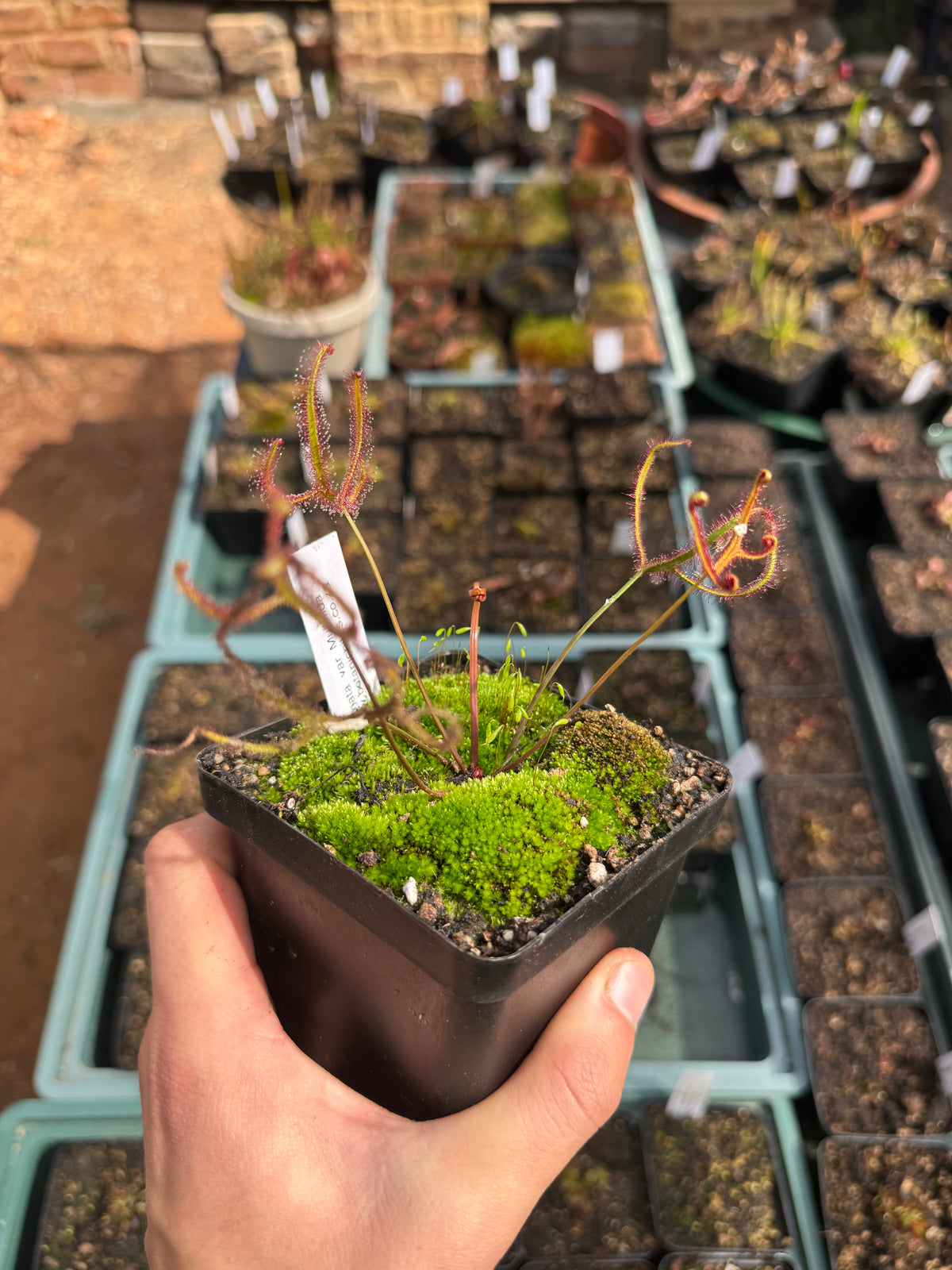 D. Binata var Multifida