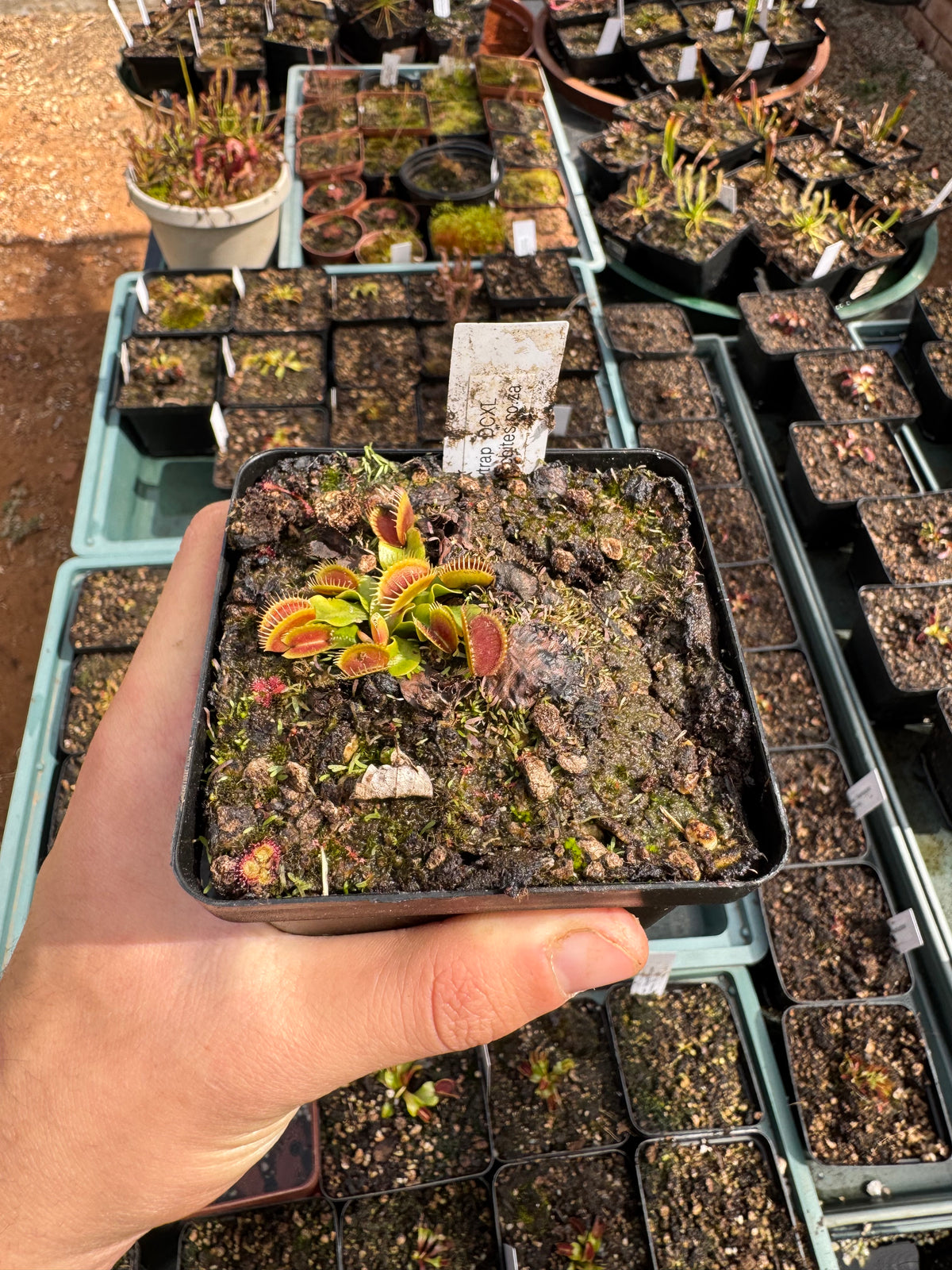 Venus Flytrap "DCXL"