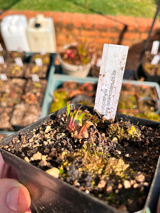 Sarracenia Leucophylla