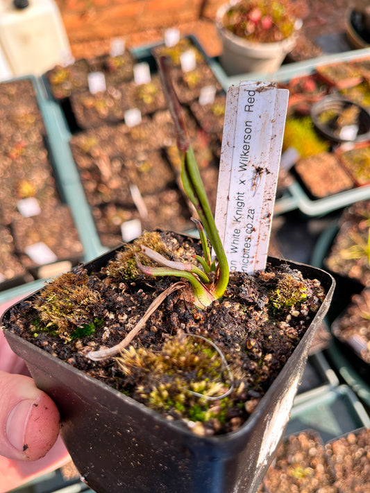 Sarracenia ‘Wilkerson’s White Knight’ × ‘Wilkerson’s Red’ Small