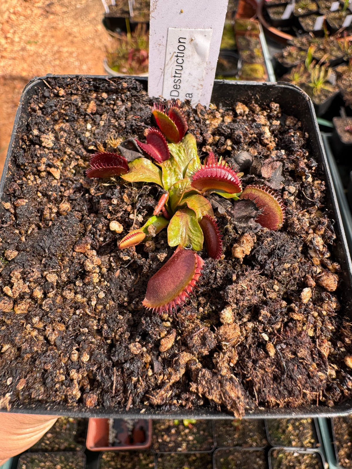 Venus Flytrap "Shup Destruction"