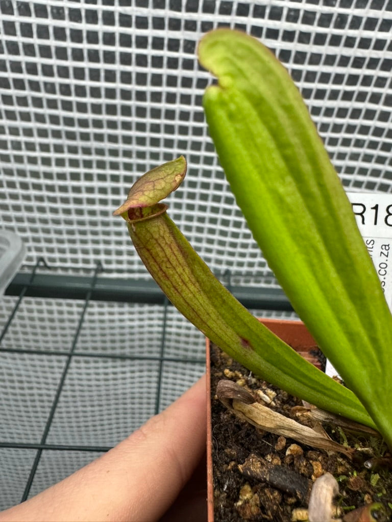 Assorted Trumpet Pitchers
