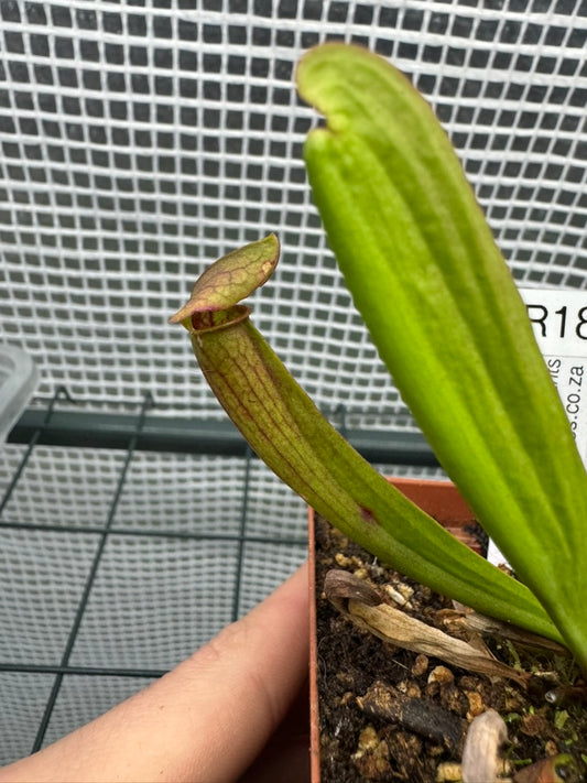 Assorted Trumpet Pitchers