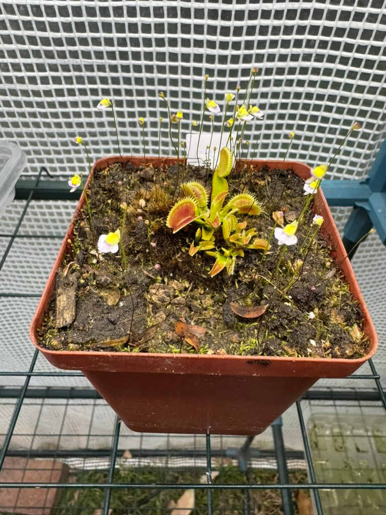 Venus Flytrap "UK Sawtooth" - Botanic Bites