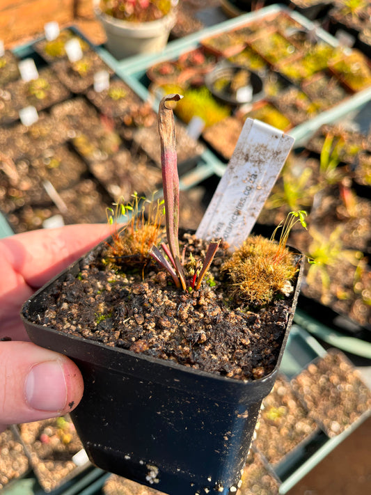 Sarracenia “Cikizwa” Small