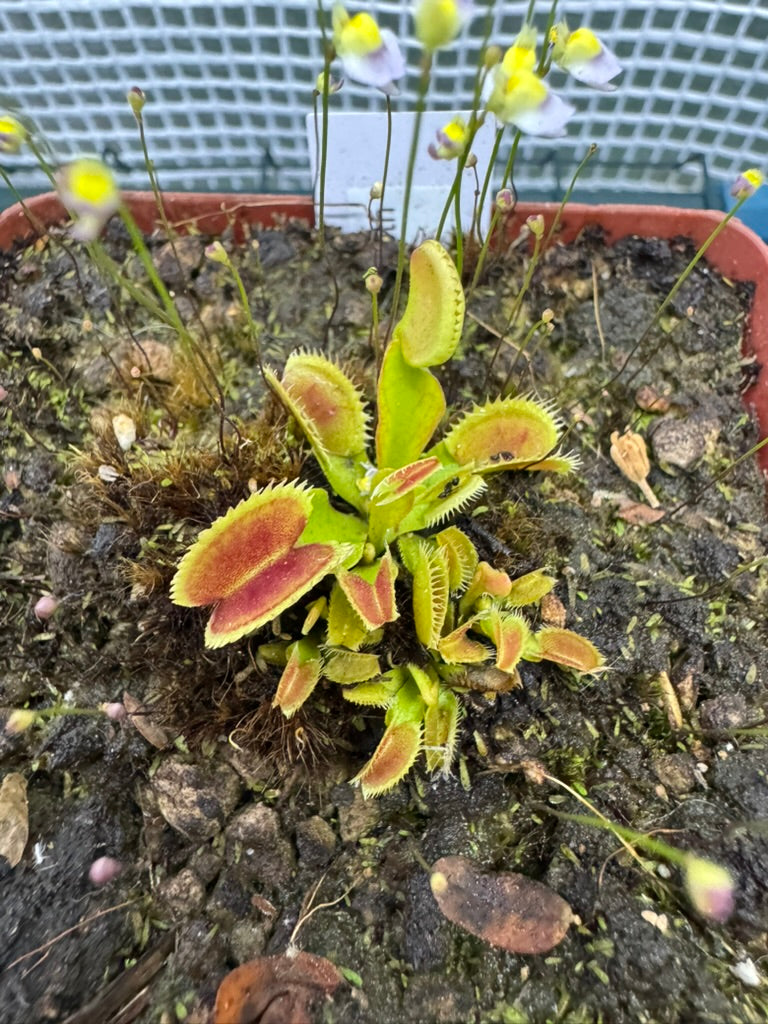 Venus Flytrap "UK Sawtooth" - Botanic Bites