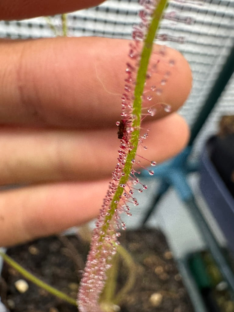 Temperate Sundew-D. Filiformis "Red" - Botanic Bites