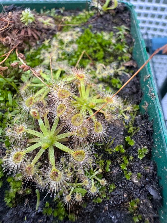 D. Pulchella x Ommissa