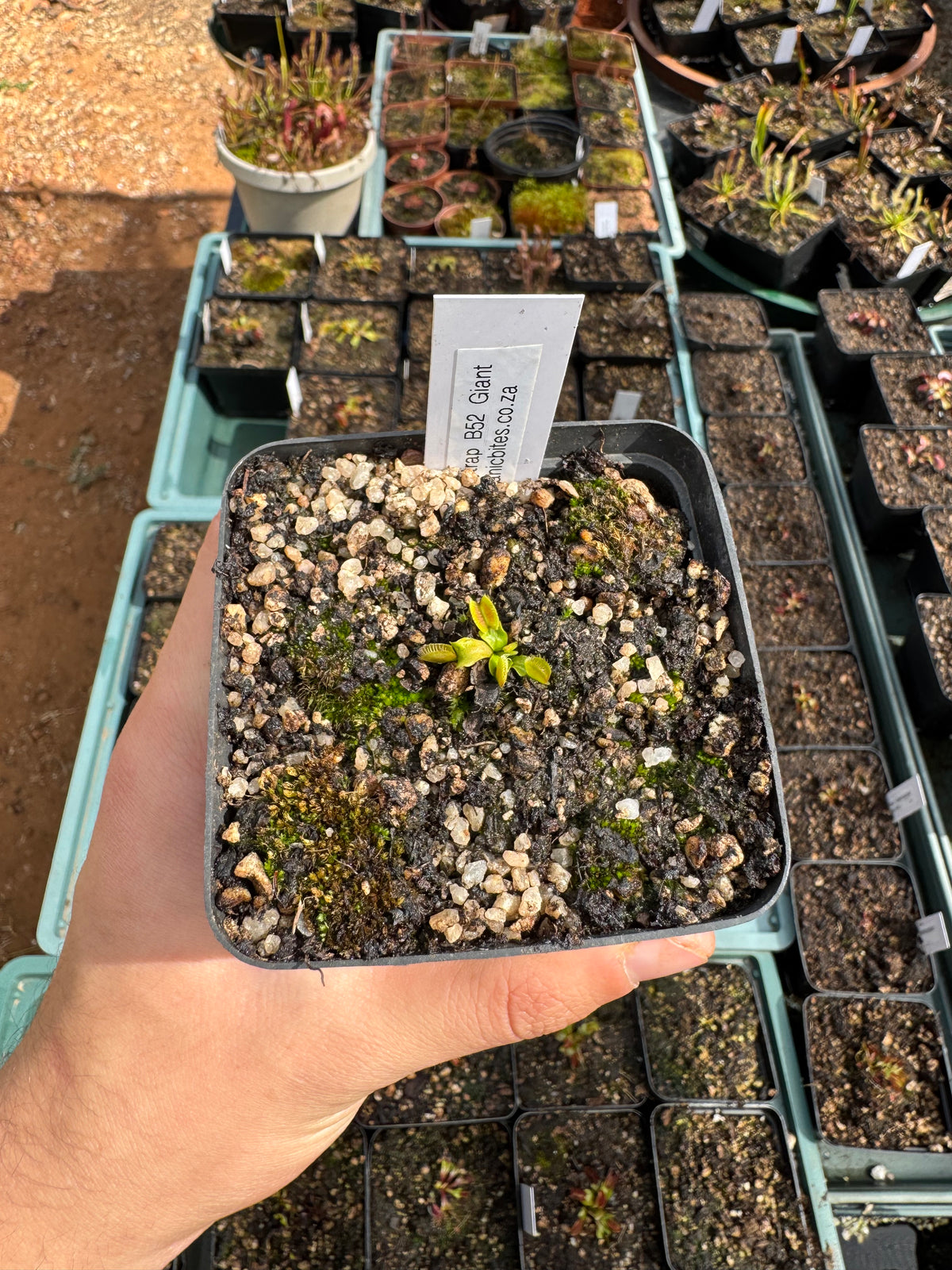Venus Flytrap "B52 Giant"
