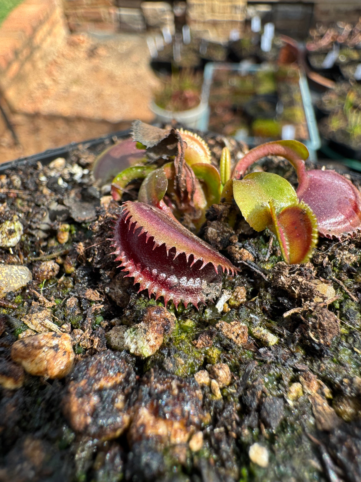 Venus Flytrap "Gargamel"