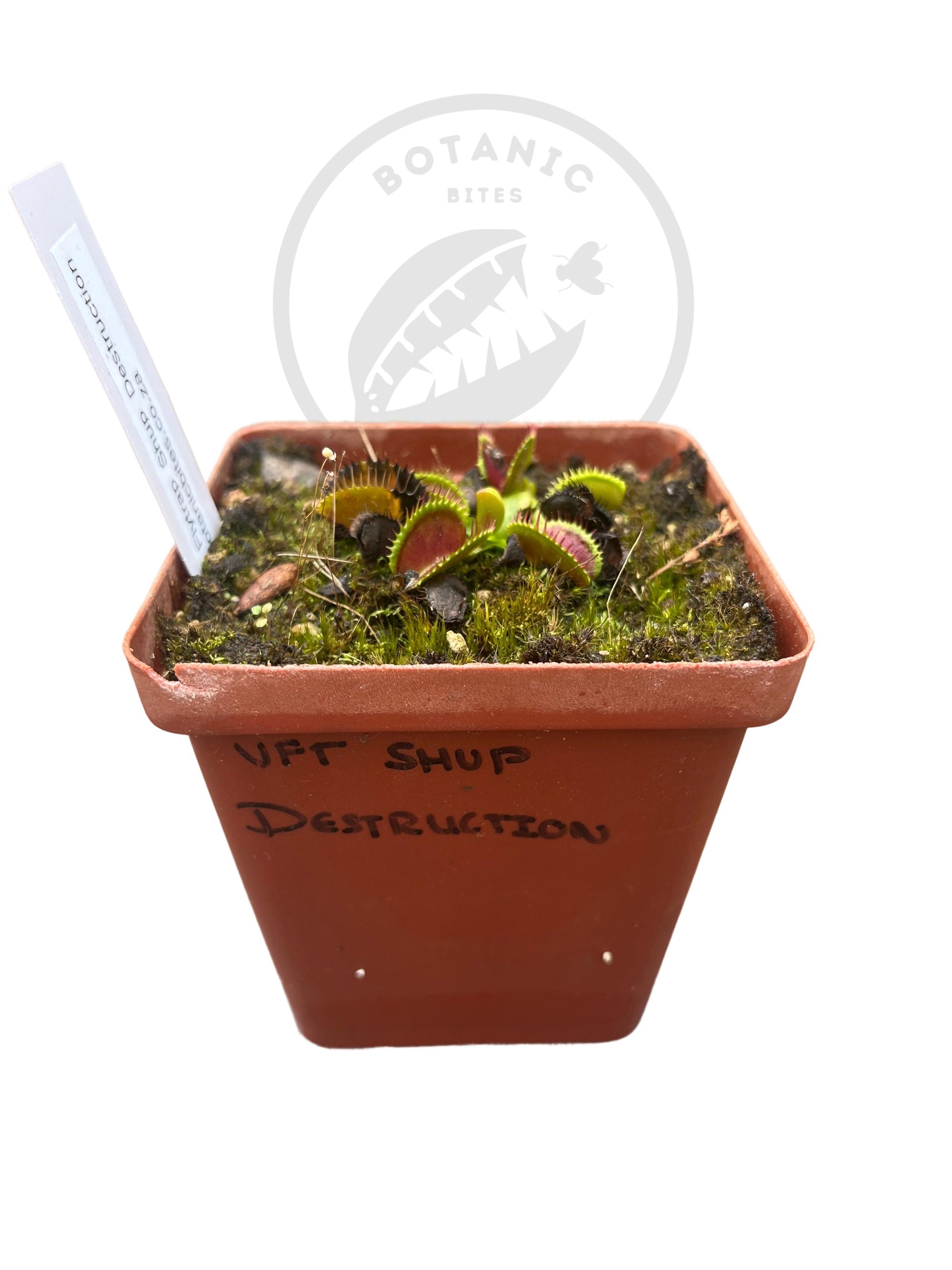 Venus Flytrap "Shup Destruction" - Botanic Bites