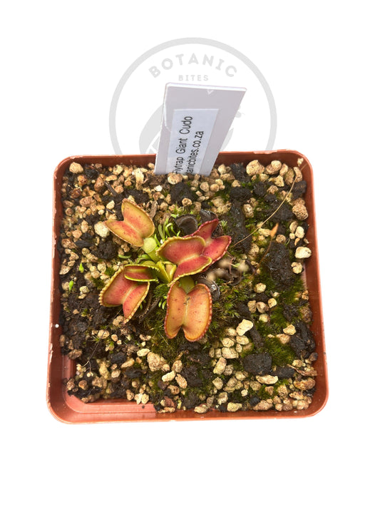 Venus Flytrap "Giant Cudo" - Botanic Bites