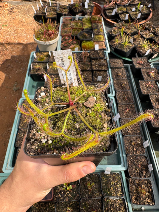 Temperate Sundew-D. Binata var Dichotoma "Extrema"
