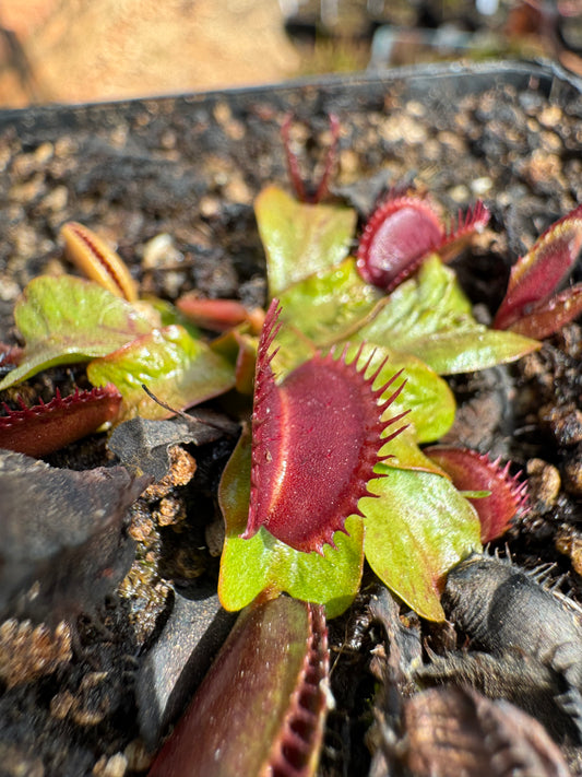 Venus Flytrap "Shup Destruction"