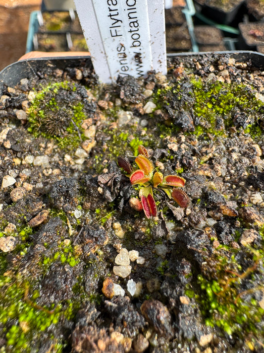 Venus Flytrap "Dracula"