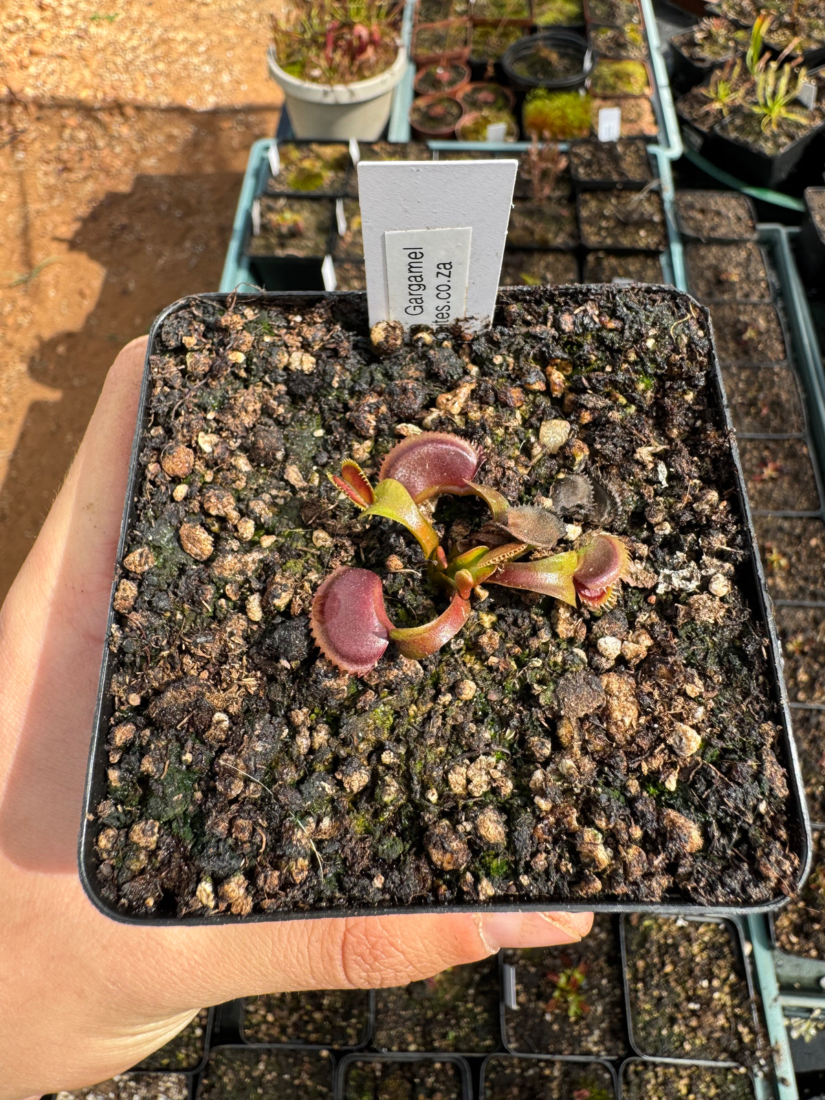 Venus Flytrap "Gargamel"