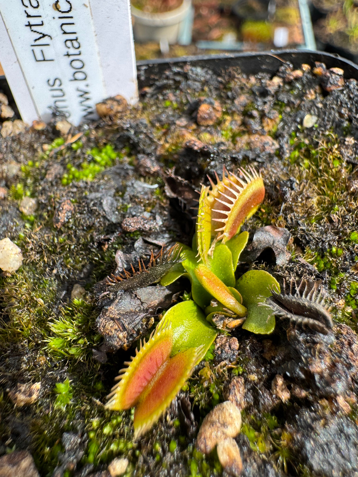 Venus Flytrap "Kronos"