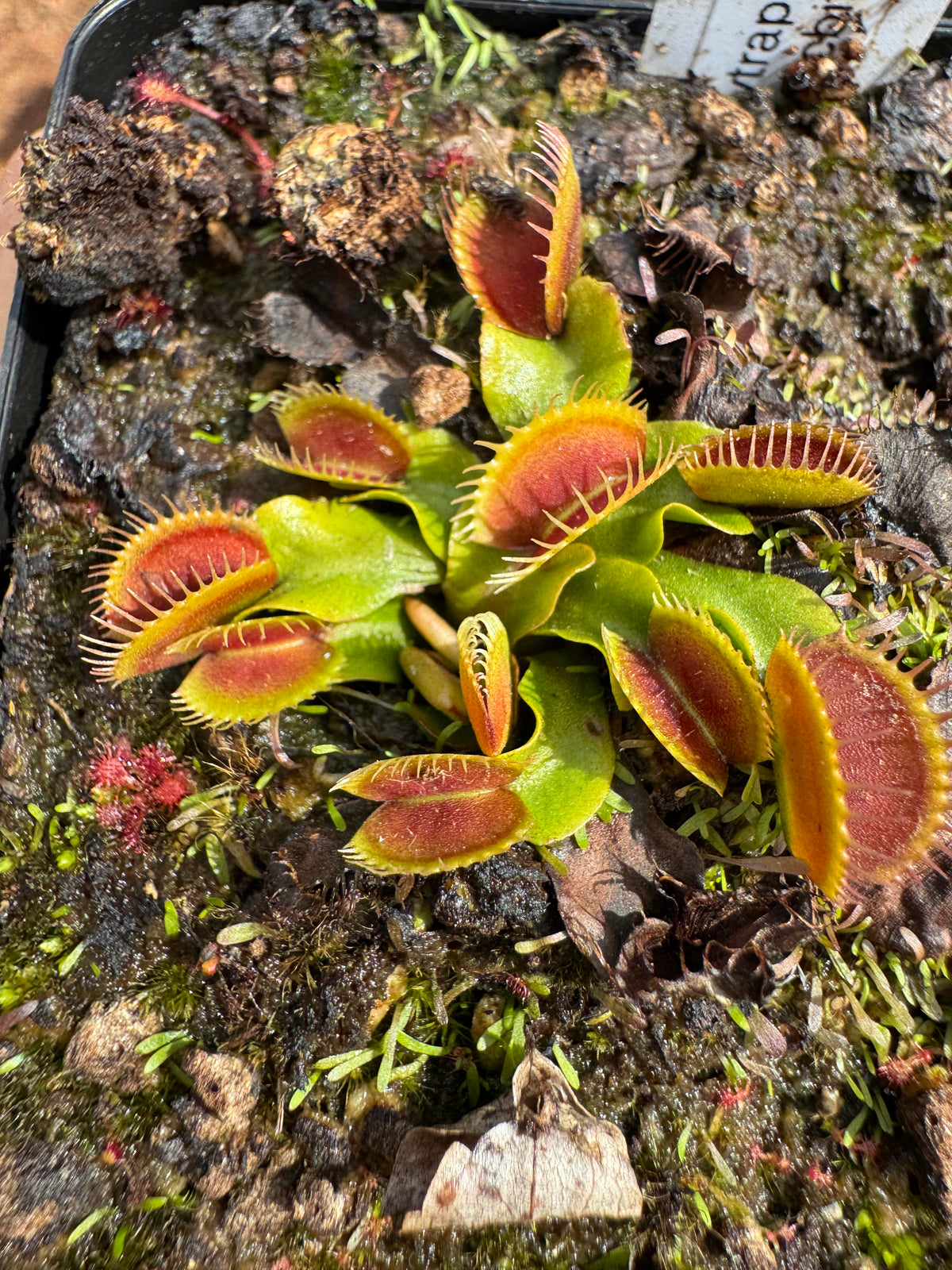 Venus Flytrap "DCXL"