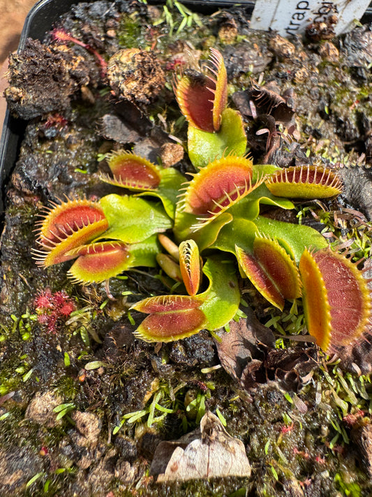 Venus Flytrap "DCXL"
