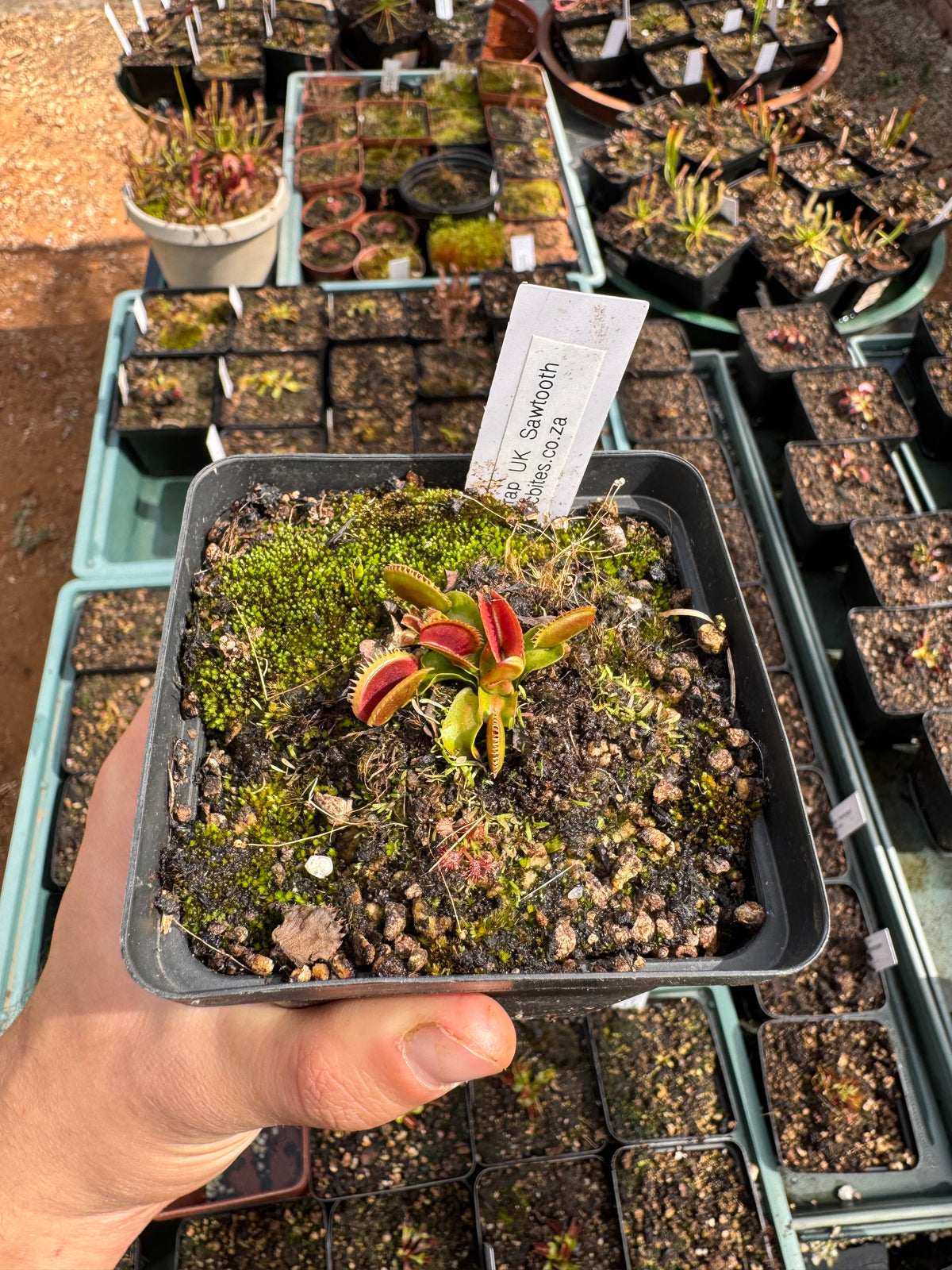 Venus Flytrap "UK Sawtooth"