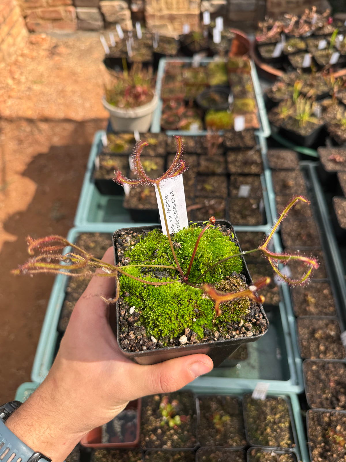 D. Binata var Multifida