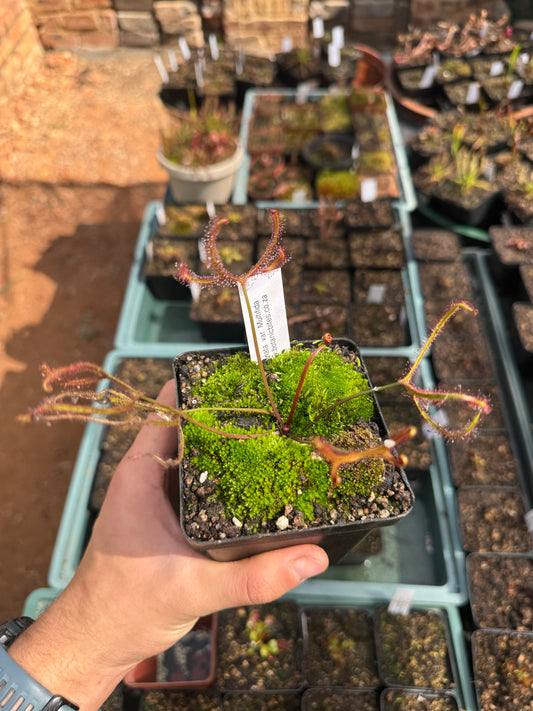 D. Binata var Multifida