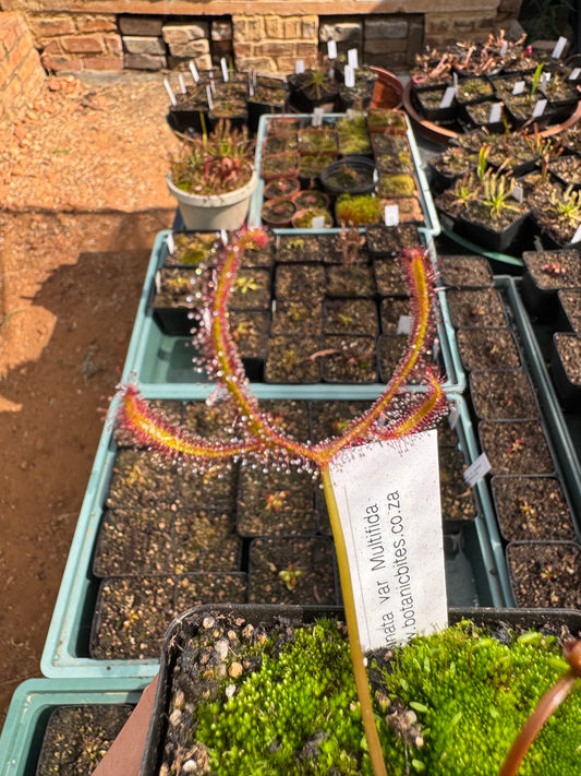 D. Binata var Multifida
