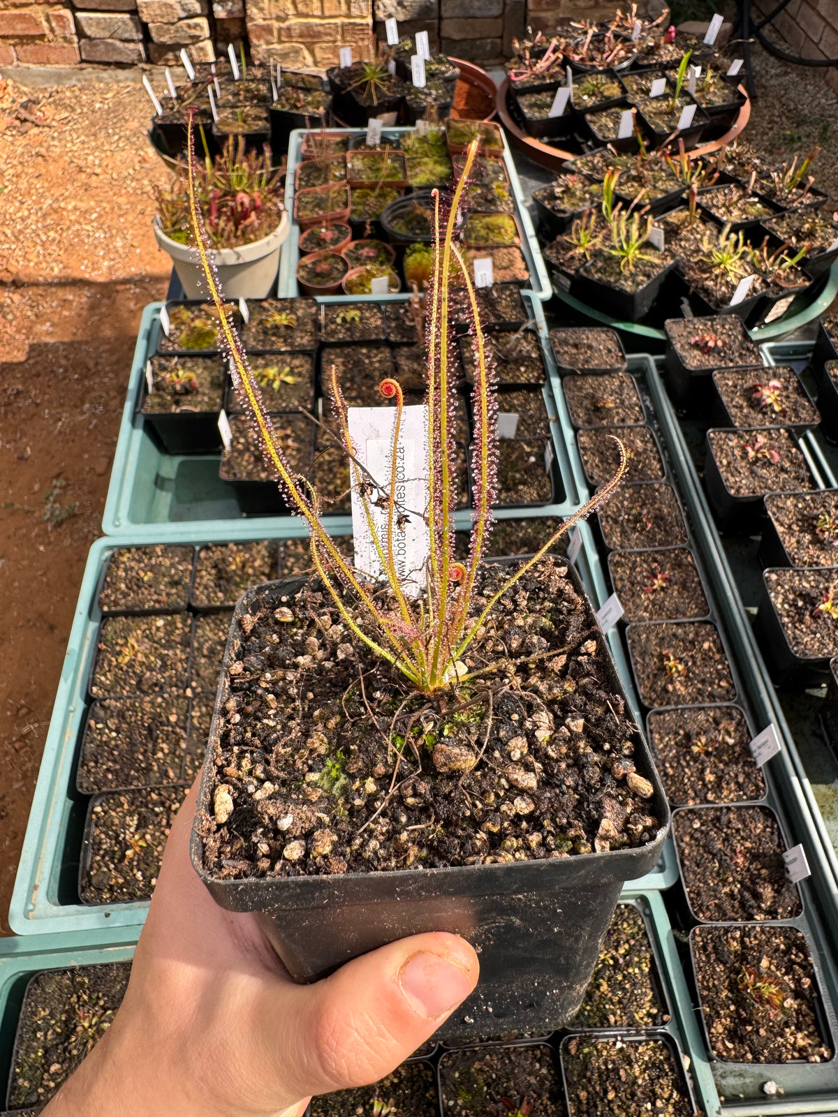 Temperate Sundew-D. Filiformis "Red"