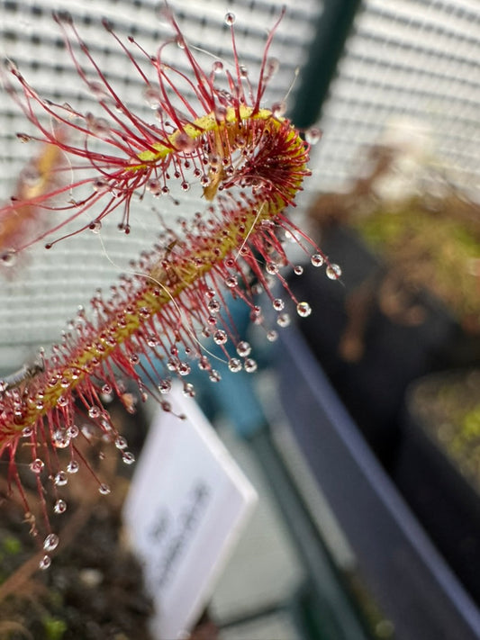 Tropical Sundew-D. Capensis "Red - Botanic Bites