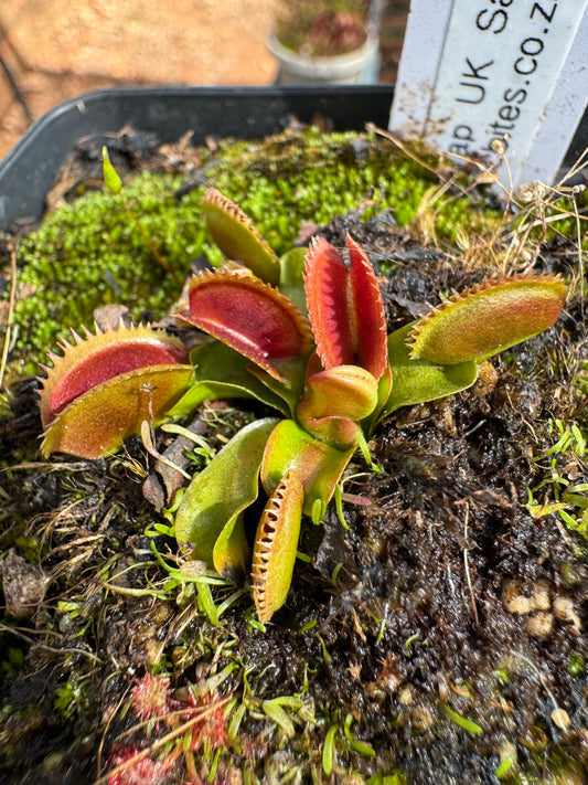Venus Flytrap "UK Sawtooth"