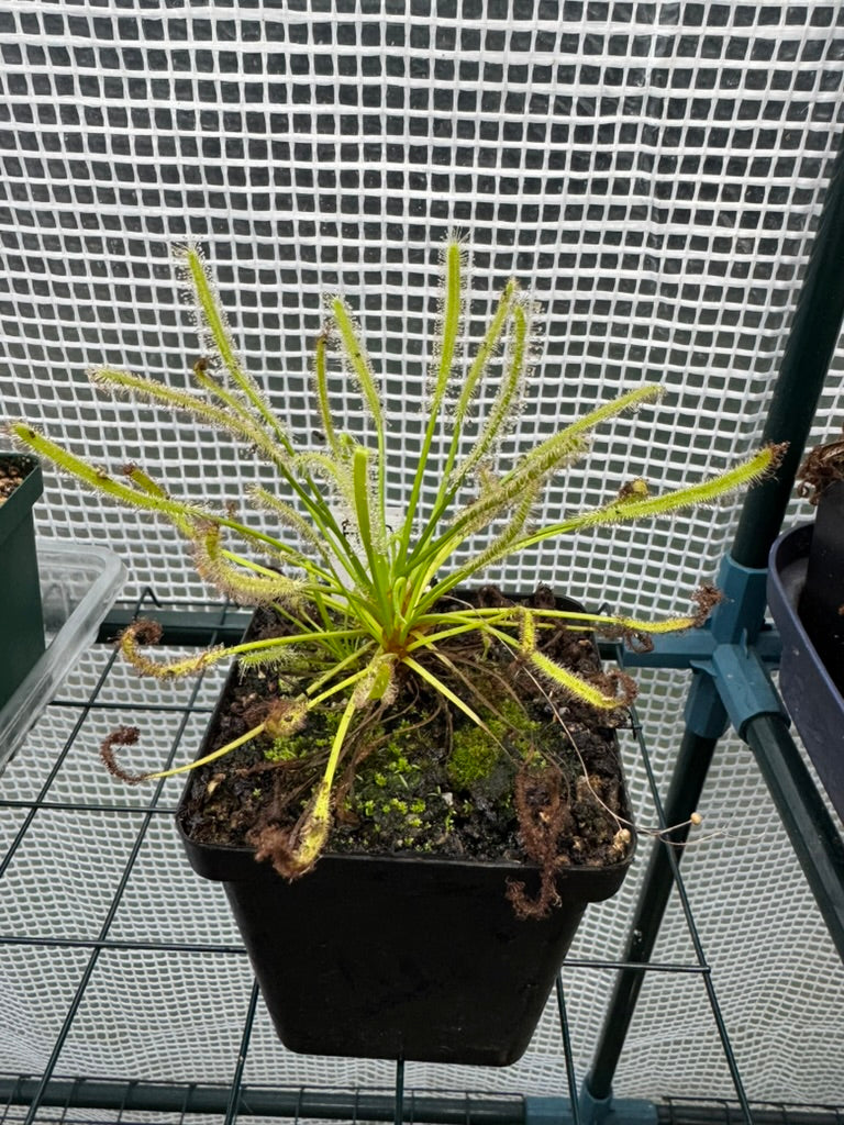 D. Capensis "Alba"