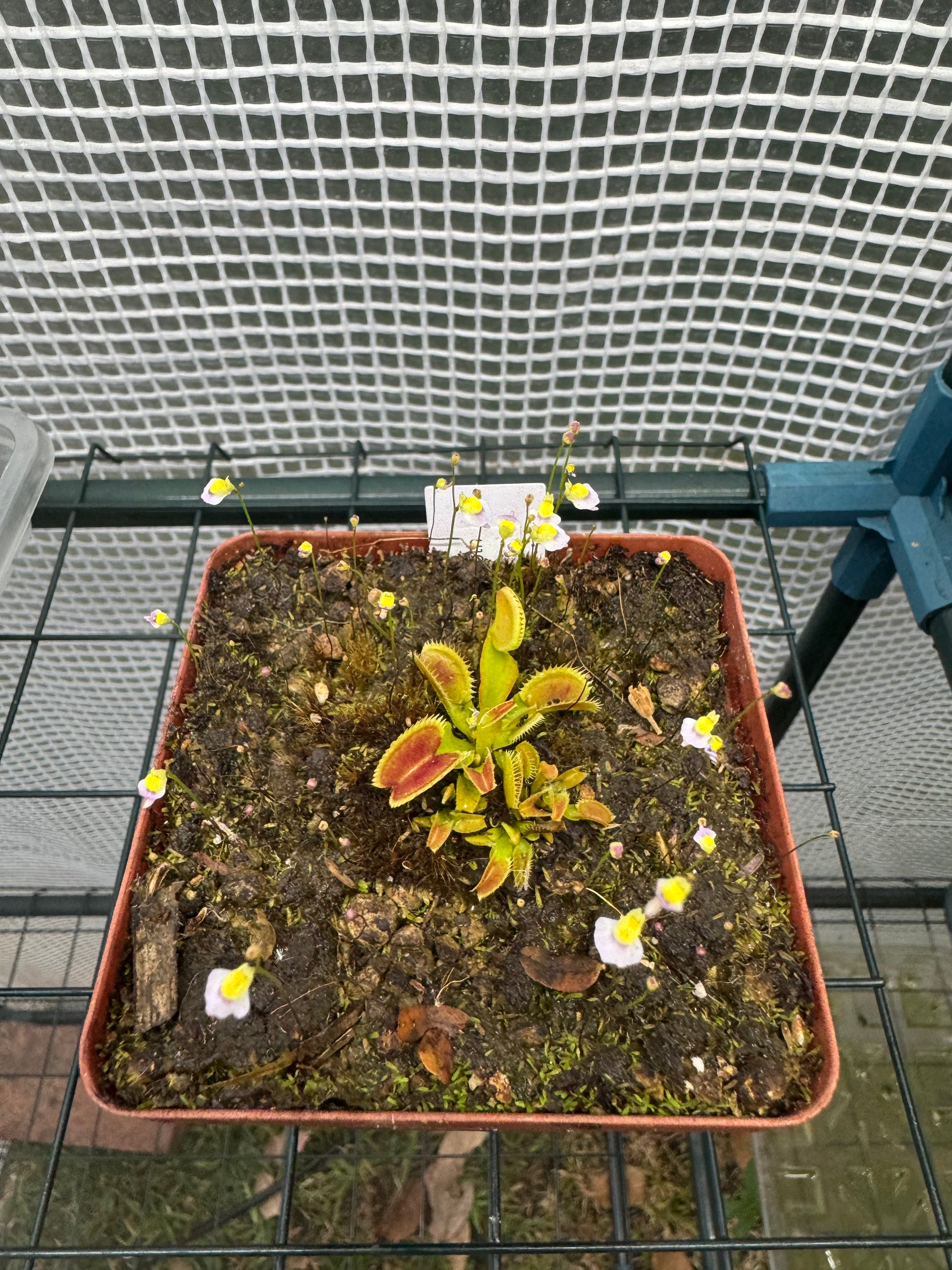 Venus Flytrap "UK Sawtooth" - Botanic Bites