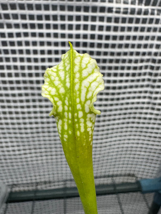 Sarracenia "White Ghost"