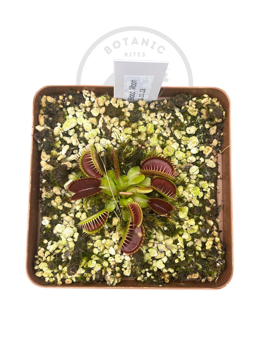 Venus Flytrap "Blood Moon" - Botanic Bites