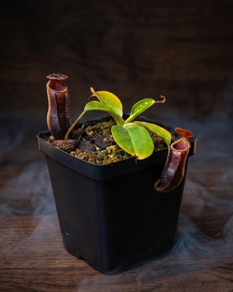 Tropical Pitcher-N. Lowii x Campanulata "Red" EP - Botanic Bites