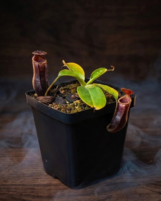 Tropical Pitcher-N. Lowii x Campanulata "Red" EP - Botanic Bites