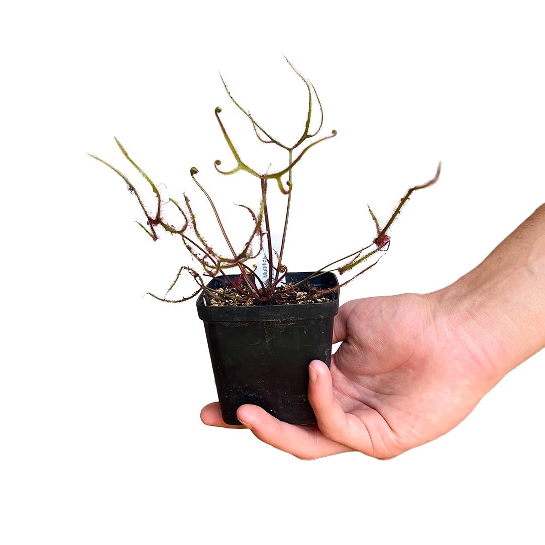 D. Binata var Multifida - Botanic Bites