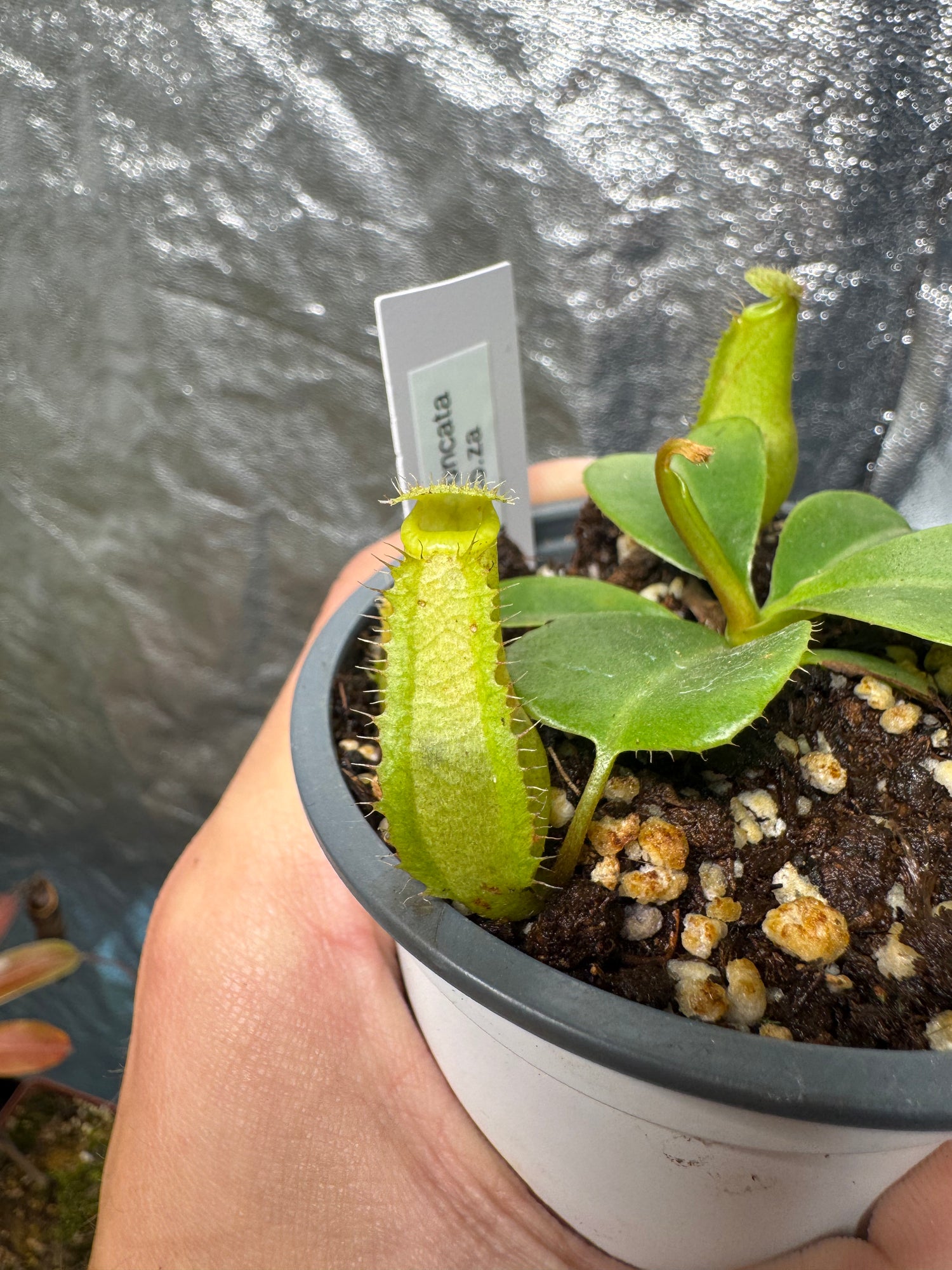 Tropical Pitcher-N. Ventricosa x Truncata - Botanic Bites