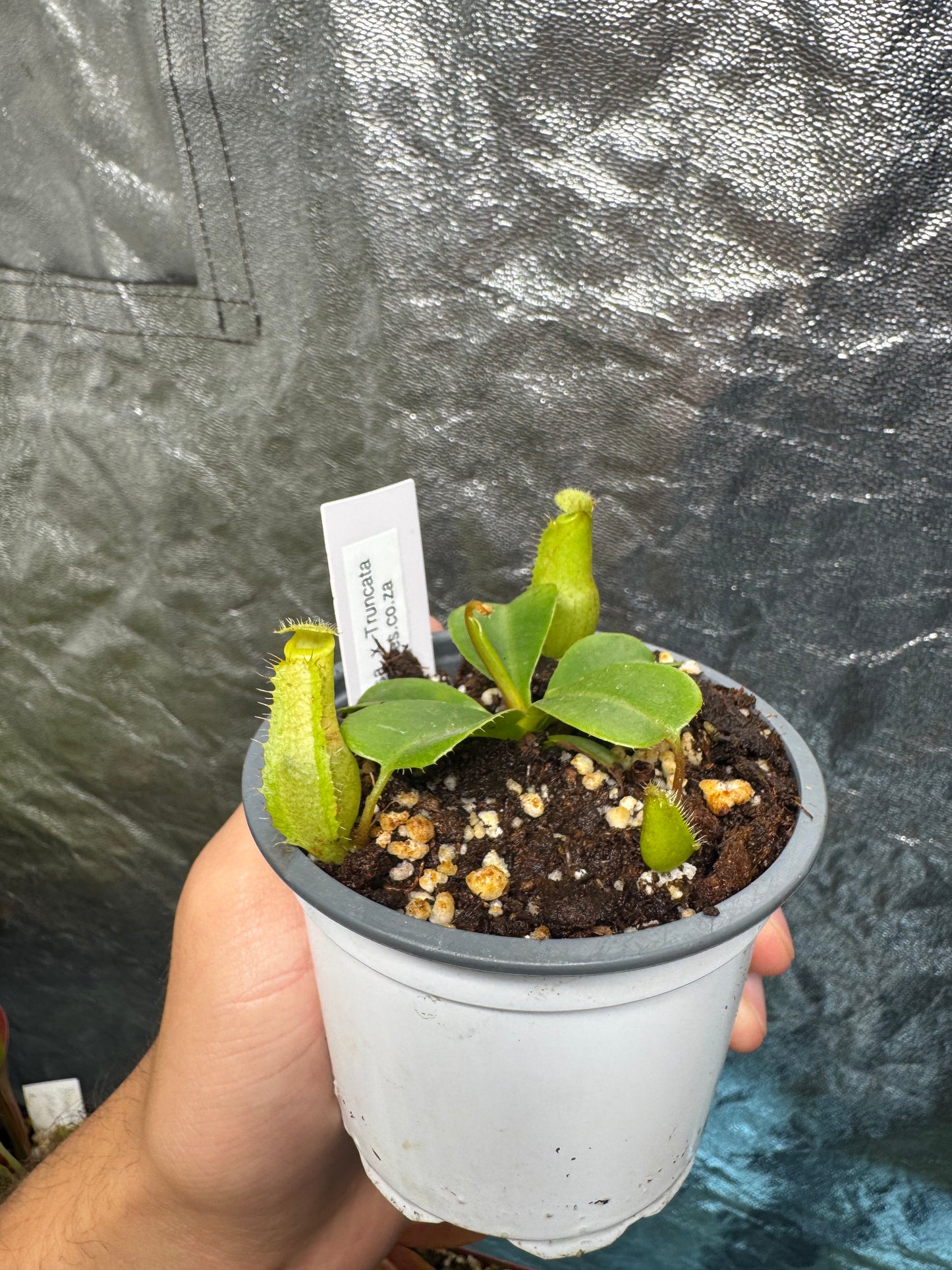 Tropical Pitcher-N. Ventricosa x Truncata - Botanic Bites