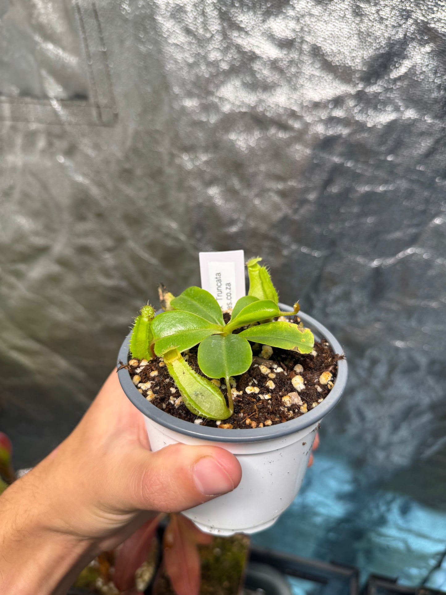 Tropical Pitcher-N. Ventricosa x Truncata - Botanic Bites