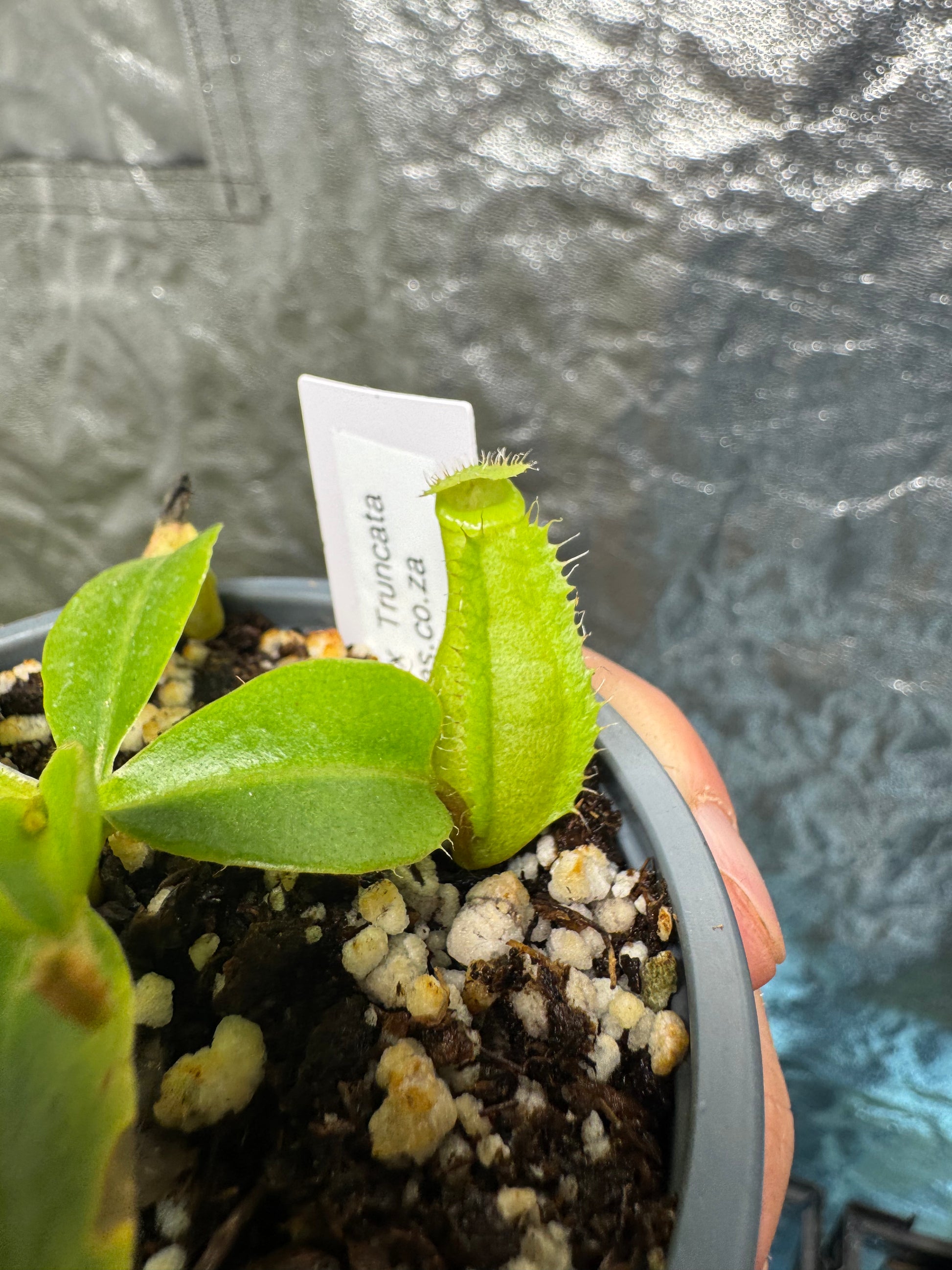 Tropical Pitcher-N. Ventricosa x Truncata - Botanic Bites
