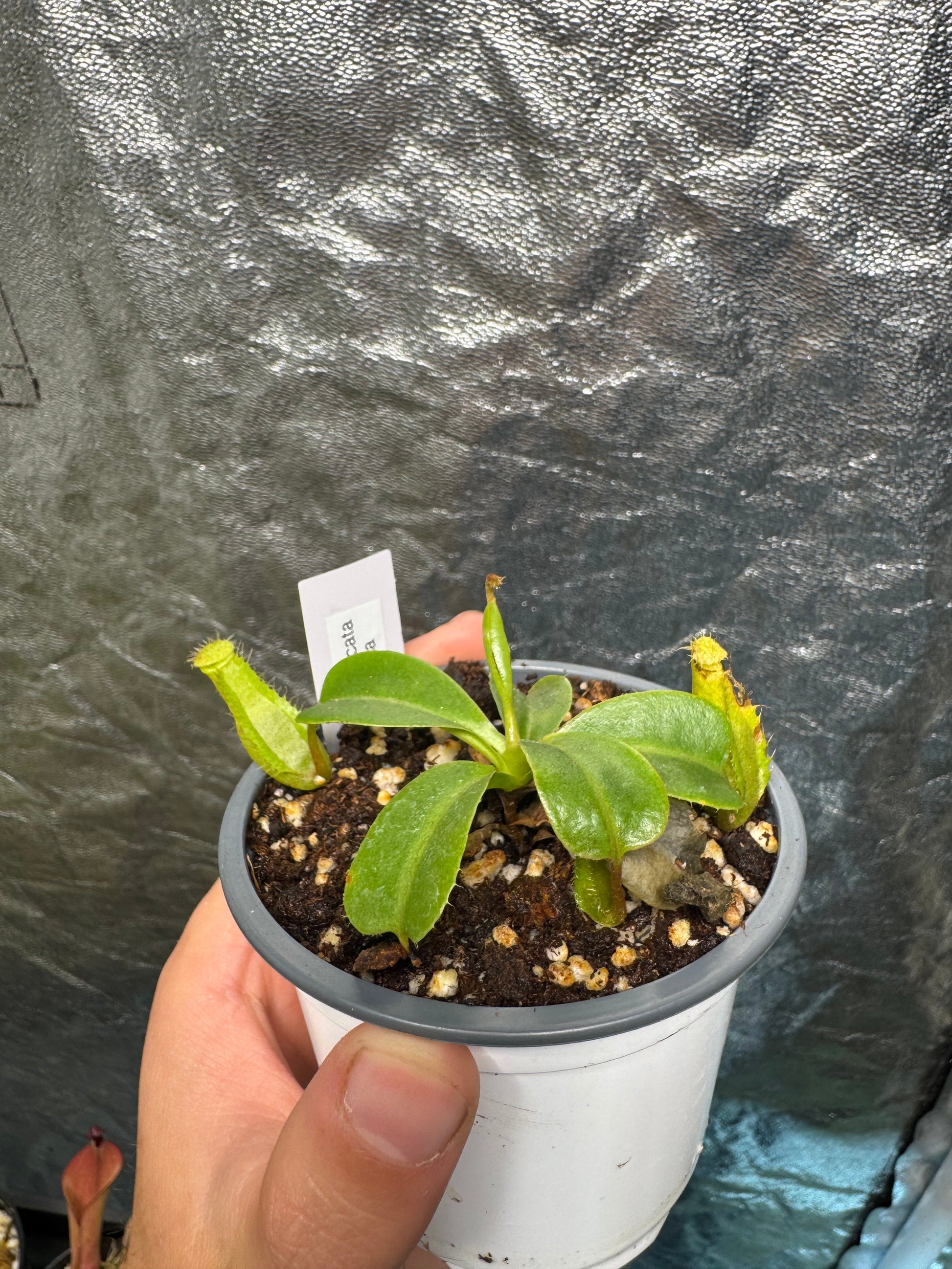 Tropical Pitcher-N. Ventricosa x Truncata - Botanic Bites