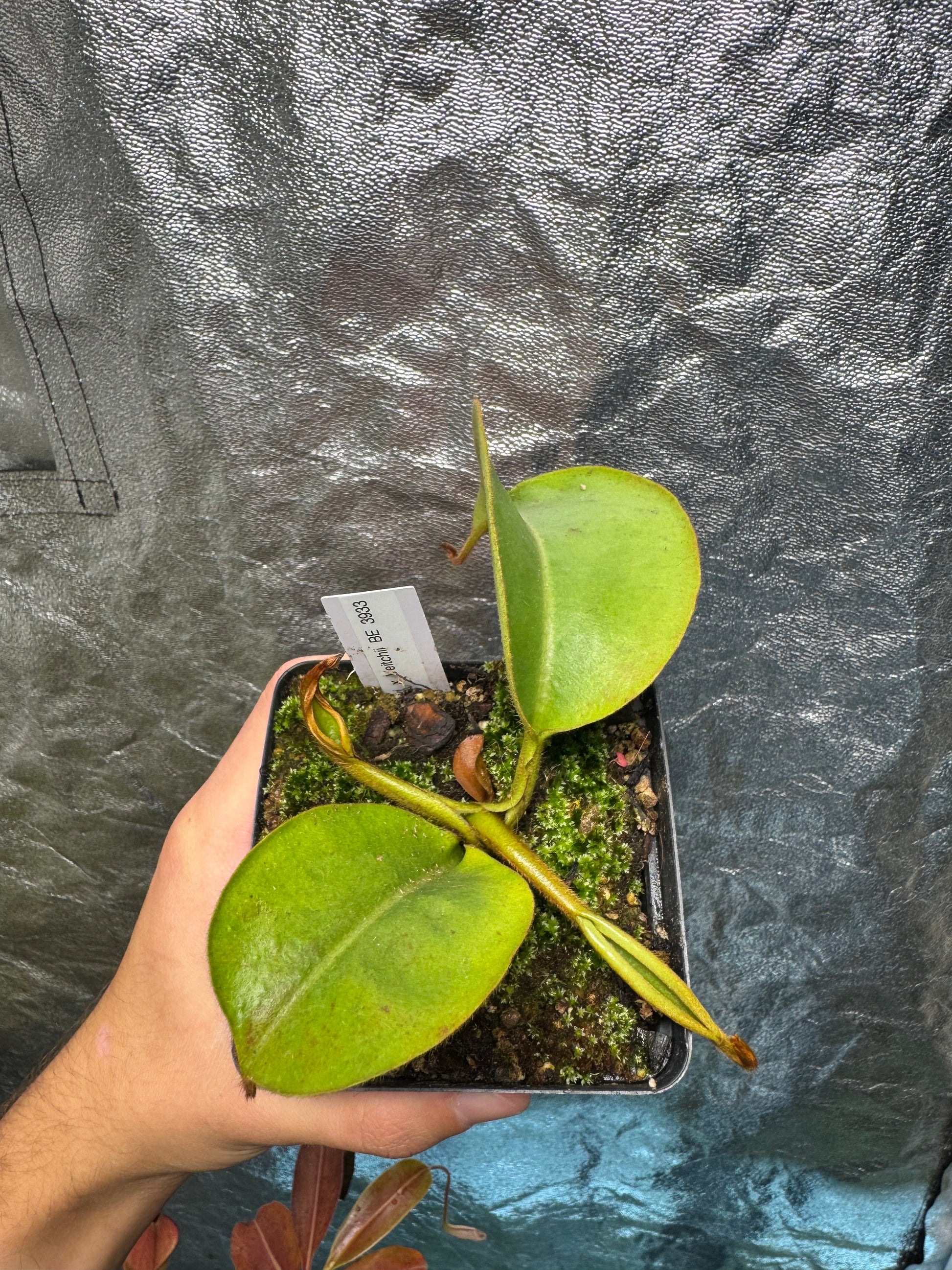 Tropical Pitcher-N. Robcantleyi x Veitchii BE3933 - Botanic Bites