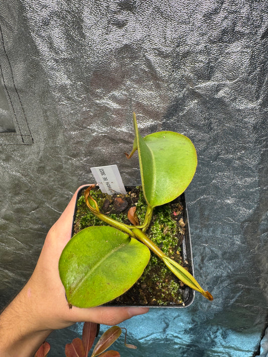 Tropical Pitcher-N. Robcantleyi x Veitchii BE3933 - Botanic Bites